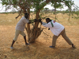 02 Baga Et Al Ousseini Essaient De Detacher Une Branche Cassee